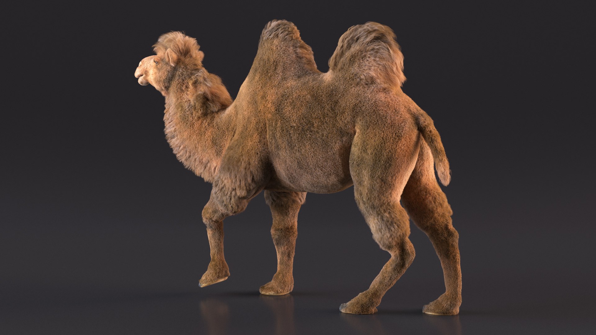 3D Bactrian Camel Walking Pose Fur https://p.turbosquid.com/ts-thumb/Xc/gLFw76/Ri/bactriancamelwalkingposefurvray3dmodel007/jpg/1724725774/1920x1080/fit_q87/c8d052a6c1f17d2c74c8ece24742bcb2bd3039cc/bactriancamelwalkingposefurvray3dmodel007.jpg