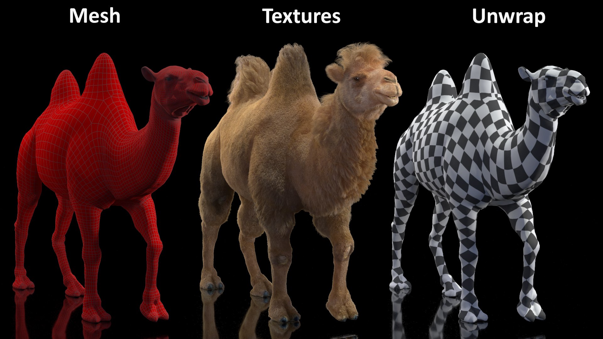 3D Bactrian Camel Walking Pose Fur https://p.turbosquid.com/ts-thumb/Xc/gLFw76/X3/bactriancamelwalkingposefurvray3dmodel020/jpg/1724725824/1920x1080/fit_q87/565ae442eb42bda2e4c09492e7746eef80f7a559/bactriancamelwalkingposefurvray3dmodel020.jpg