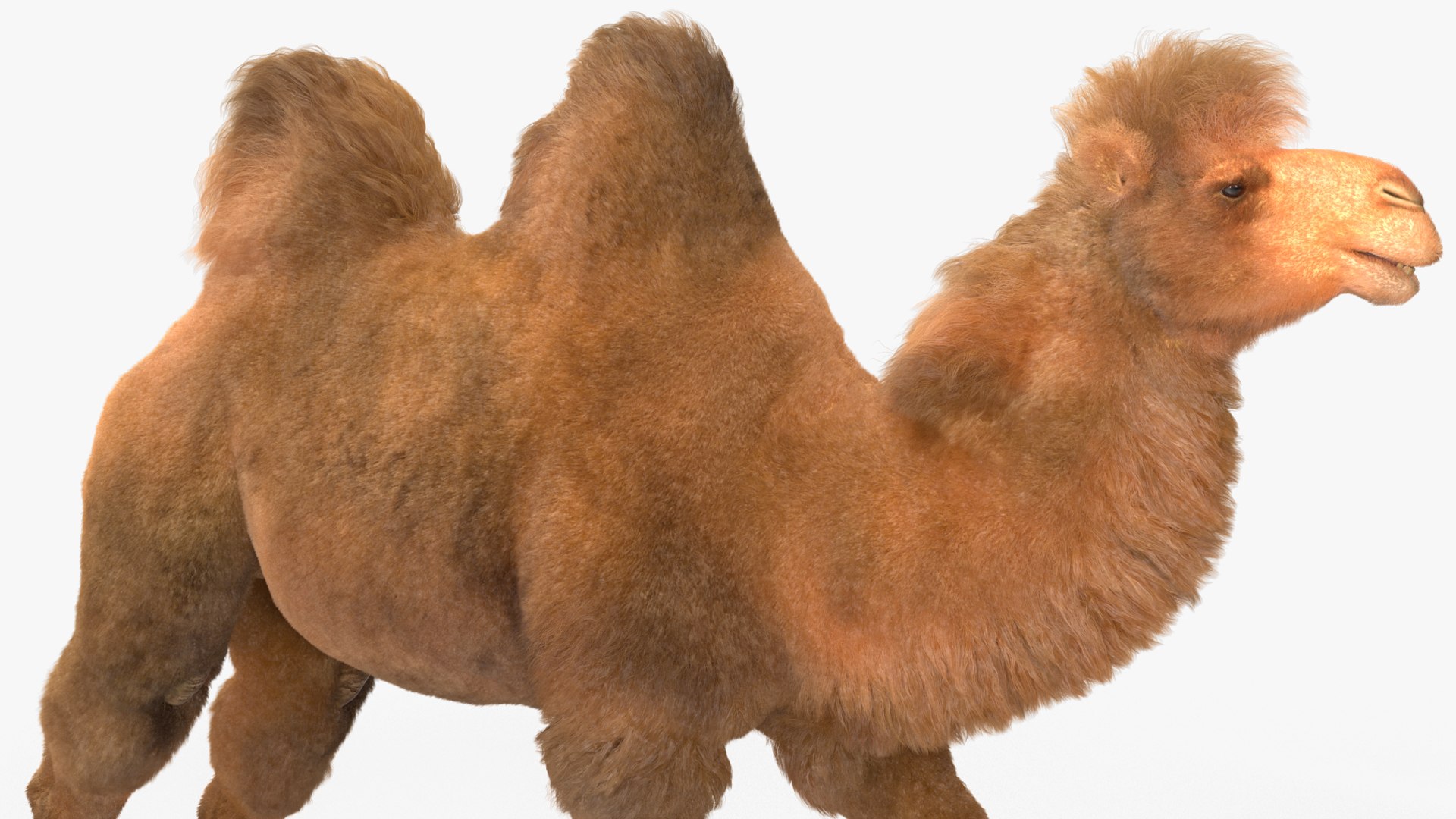 3D Bactrian Camel Walking Pose Fur https://p.turbosquid.com/ts-thumb/Xc/gLFw76/aD/bactriancamelwalkingposefurvray3dmodel012/jpg/1724725793/1920x1080/fit_q87/42b4fe3a41bf139a2f721f80af17ee799a9e6371/bactriancamelwalkingposefurvray3dmodel012.jpg