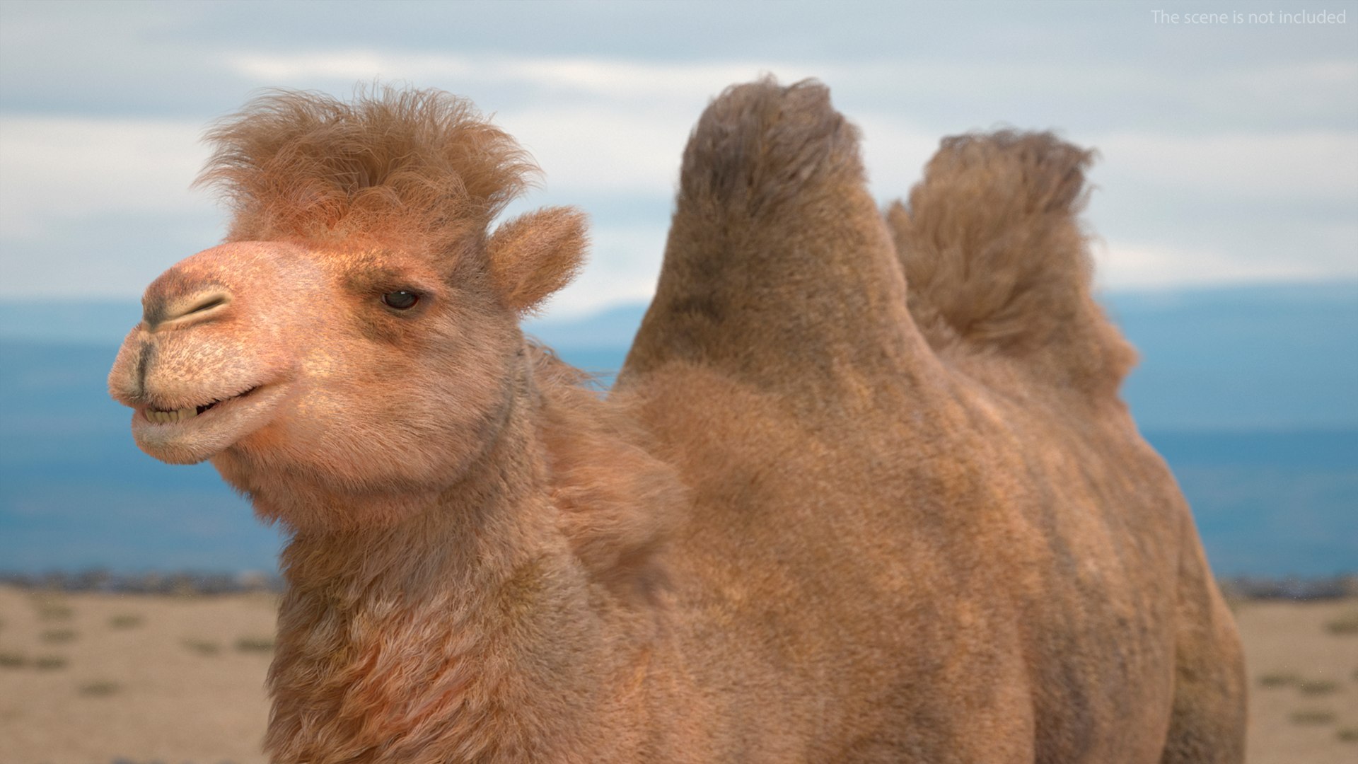 3D Bactrian Camel Walking Pose Fur https://p.turbosquid.com/ts-thumb/Xc/gLFw76/kN/bactriancamelwalkingposefurvray3dmodel005/jpg/1724725766/1920x1080/fit_q87/a5200f79d9d6346f660f59dd0094570dd9008d13/bactriancamelwalkingposefurvray3dmodel005.jpg