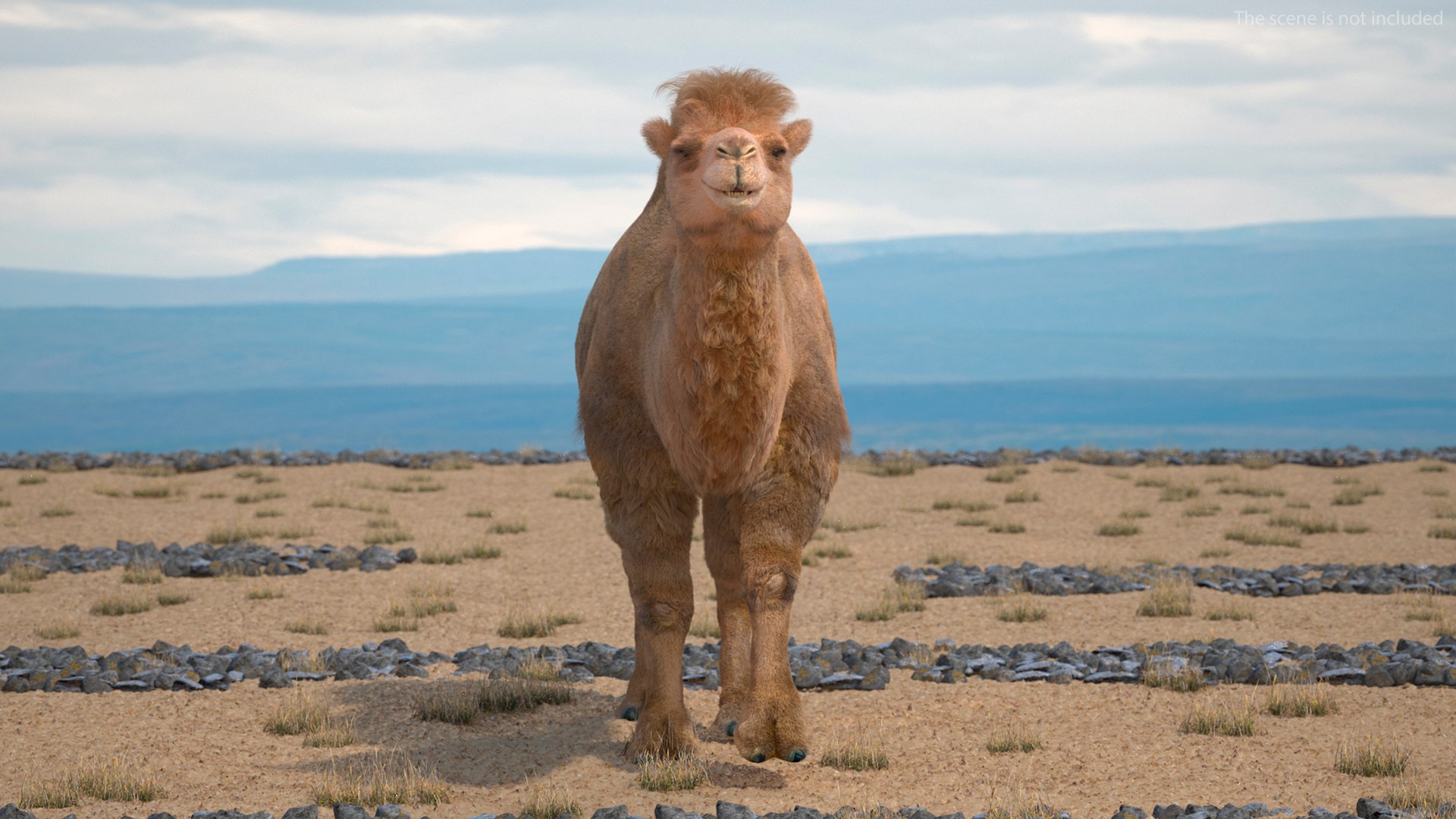3D Bactrian Camel Walking Pose Fur https://p.turbosquid.com/ts-thumb/Xc/gLFw76/qe/bactriancamelwalkingposefurvray3dmodel002/jpg/1724725752/1920x1080/fit_q87/6d0894f174ee433f3ceffa2ba5cd26faef9fc81d/bactriancamelwalkingposefurvray3dmodel002.jpg