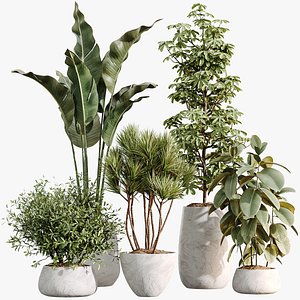 3D AV Indoor Plants Set 485 Ficus Olive Eucalyptus Yucca