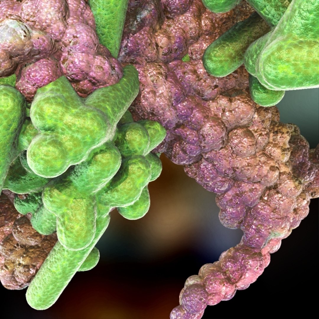 Rickettsia Bacteria Cells Max