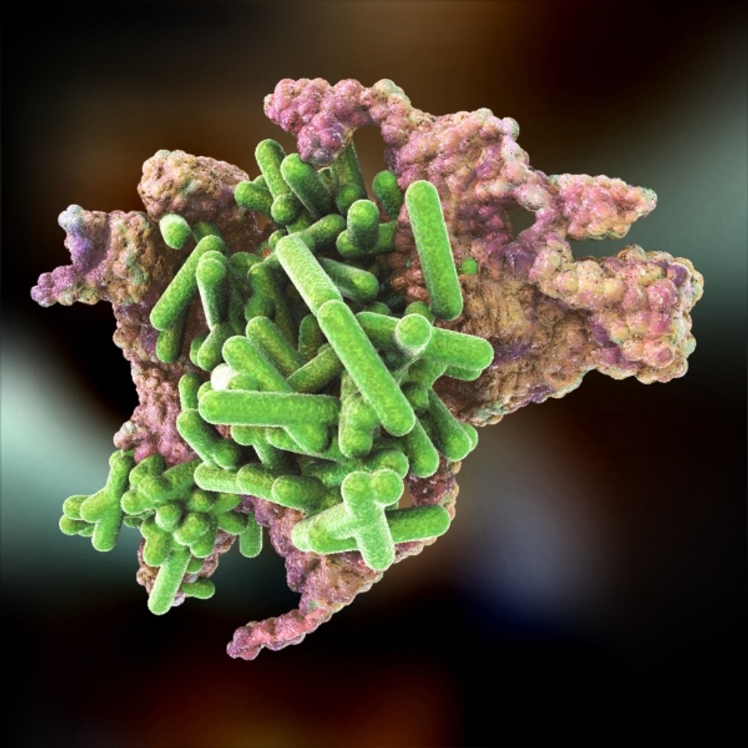 Rickettsia Bacteria Cells Max, image size:1080x1080