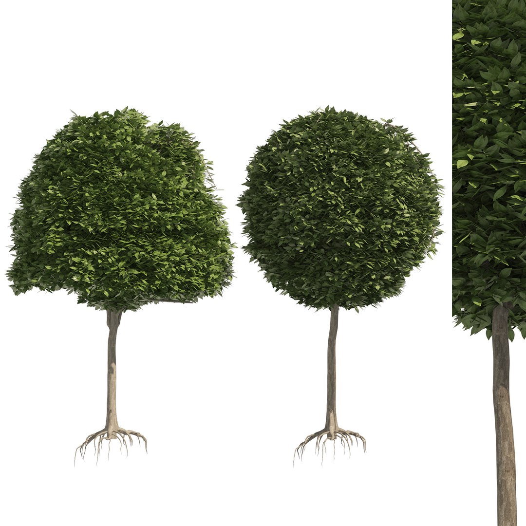 2 round and dome topiary tree model https://p.turbosquid.com/ts-thumb/Xc/r3EL4M/0a/cover0302/jpg/1655768521/1920x1080/fit_q87/a8546a794684510a98a35fb4fe315410ad658985/cover0302.jpg