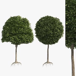 2 round and dome topiary tree model