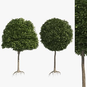 2 round and dome topiary tree