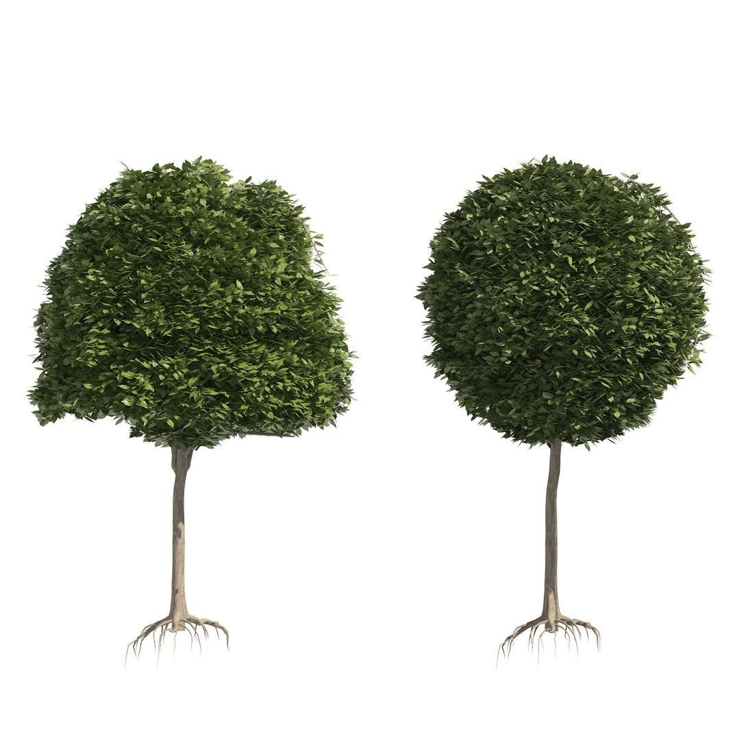 2 round and dome topiary tree model https://p.turbosquid.com/ts-thumb/Xc/r3EL4M/Df/05pp/jpg/1655768528/1920x1080/fit_q87/98ae4abb412b4aaee31d9182142879cc521a500e/05pp.jpg