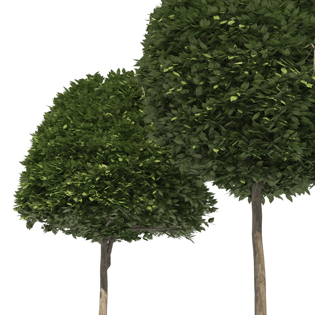 2 round and dome topiary tree model https://p.turbosquid.com/ts-thumb/Xc/r3EL4M/ke/06pp/jpg/1655768532/1920x1080/fit_q87/e5f284fa80f41ade9e9b74fc61746ca852f10671/06pp.jpg