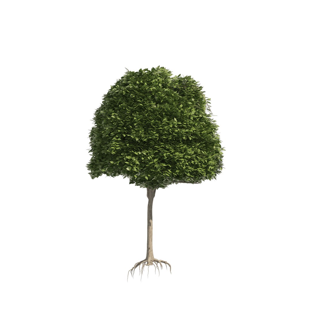 2 round and dome topiary tree model https://p.turbosquid.com/ts-thumb/Xc/r3EL4M/n8/0503pp/jpg/1655768526/1920x1080/fit_q87/15527d072d76b63d873ba43373e25c09ecc9a3e8/0503pp.jpg