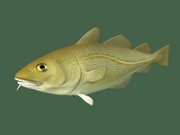 Cod