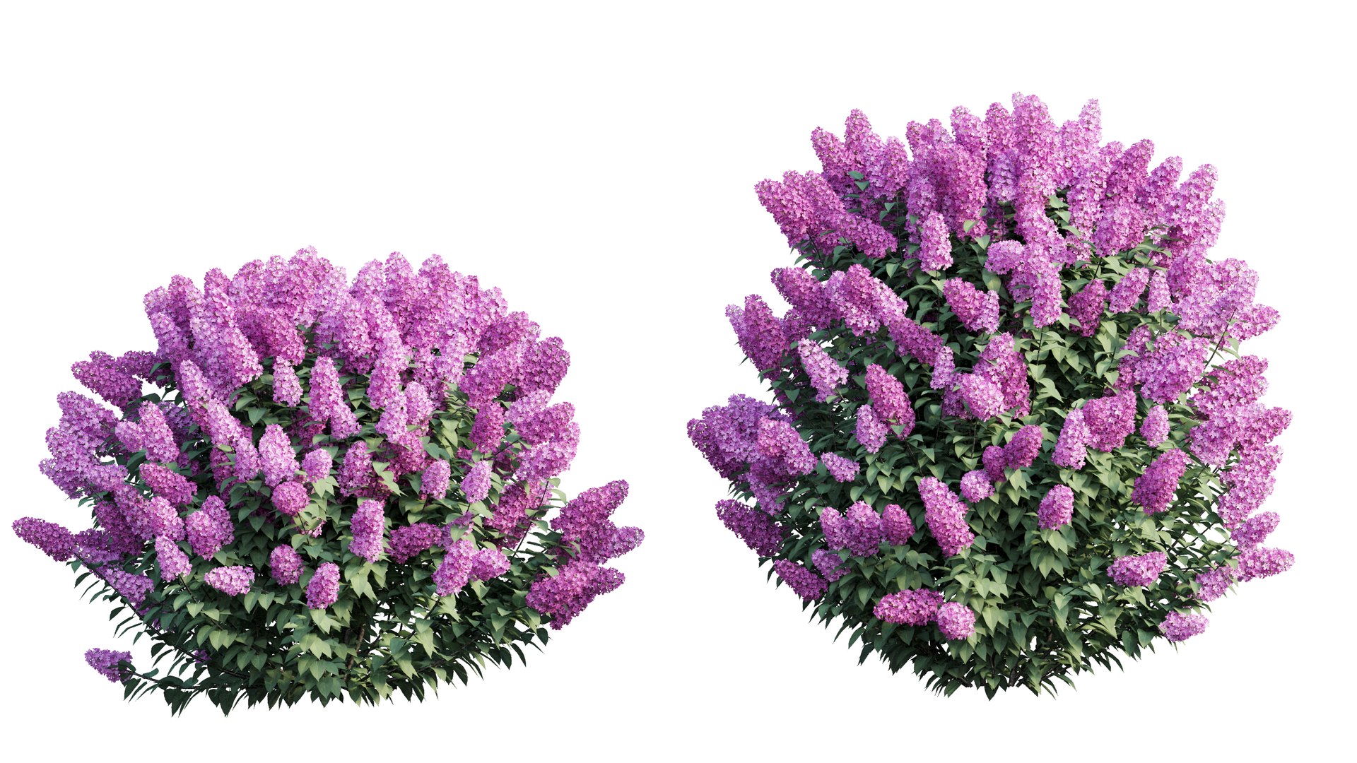 Dwarf Lilac Plant Set 3D - TurboSquid 1607310