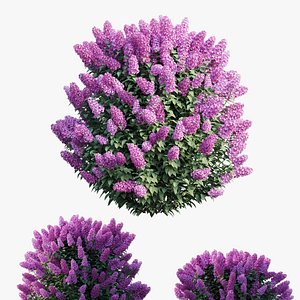 dwarf lilac plant set 3D