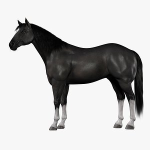horse black fur