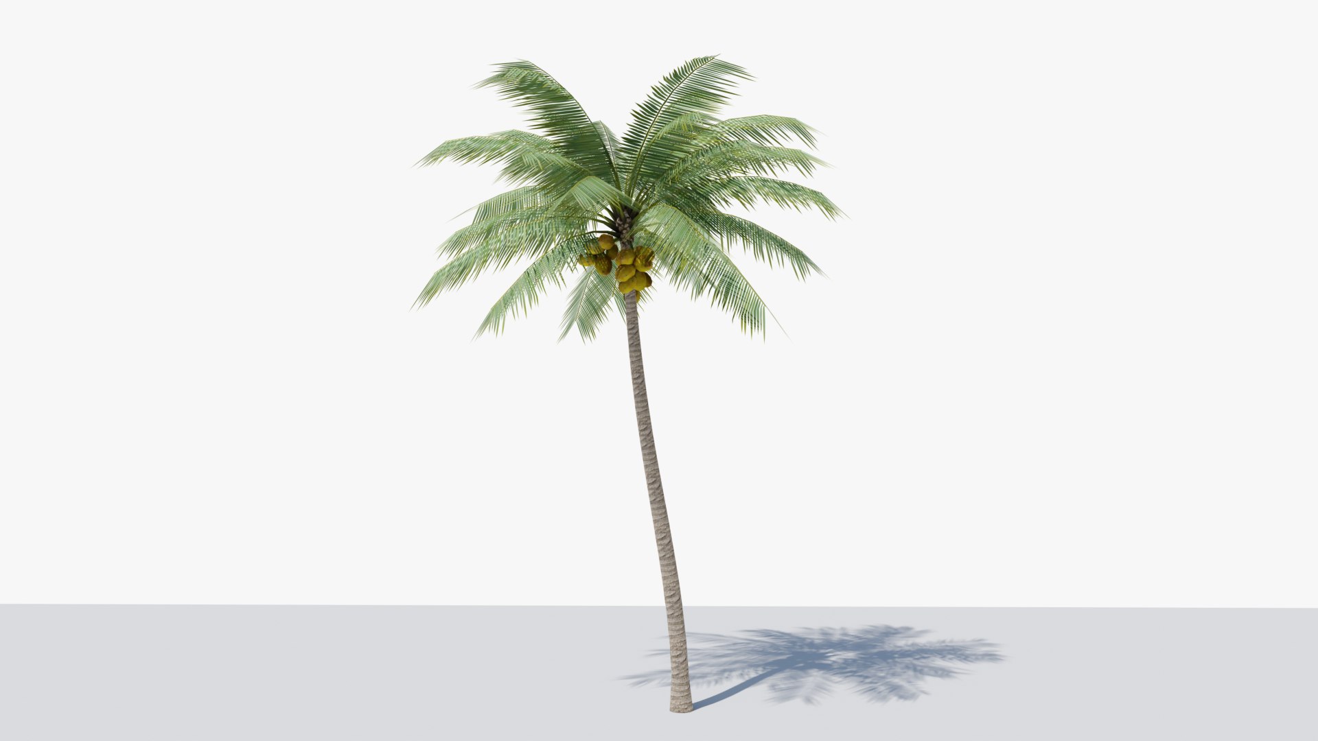 3D Lowpoly Coconut Palm v2 - TurboSquid 2047754