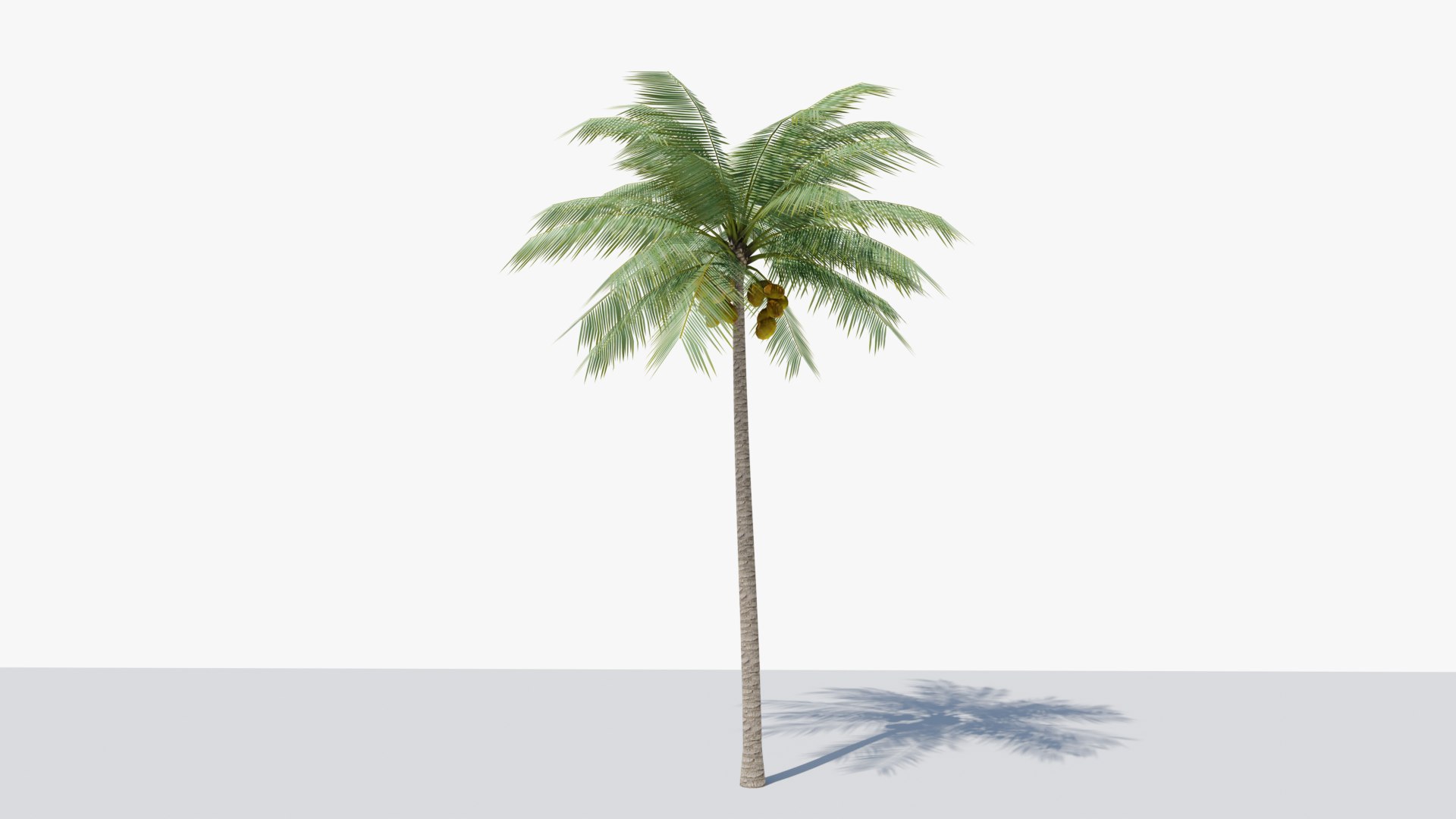 3D Lowpoly Coconut Palm v2 - TurboSquid 2047754