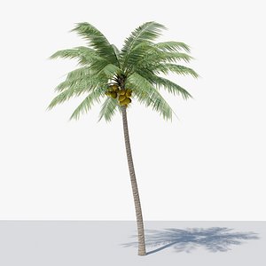 3D Lowpoly Coconut Palm v2