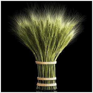 Decorative bouquet of green spikelets of wheat 286 3D