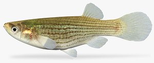 3D fundulus dispar starhead topminnow