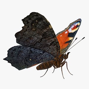 3D european peacock butterfly rigged