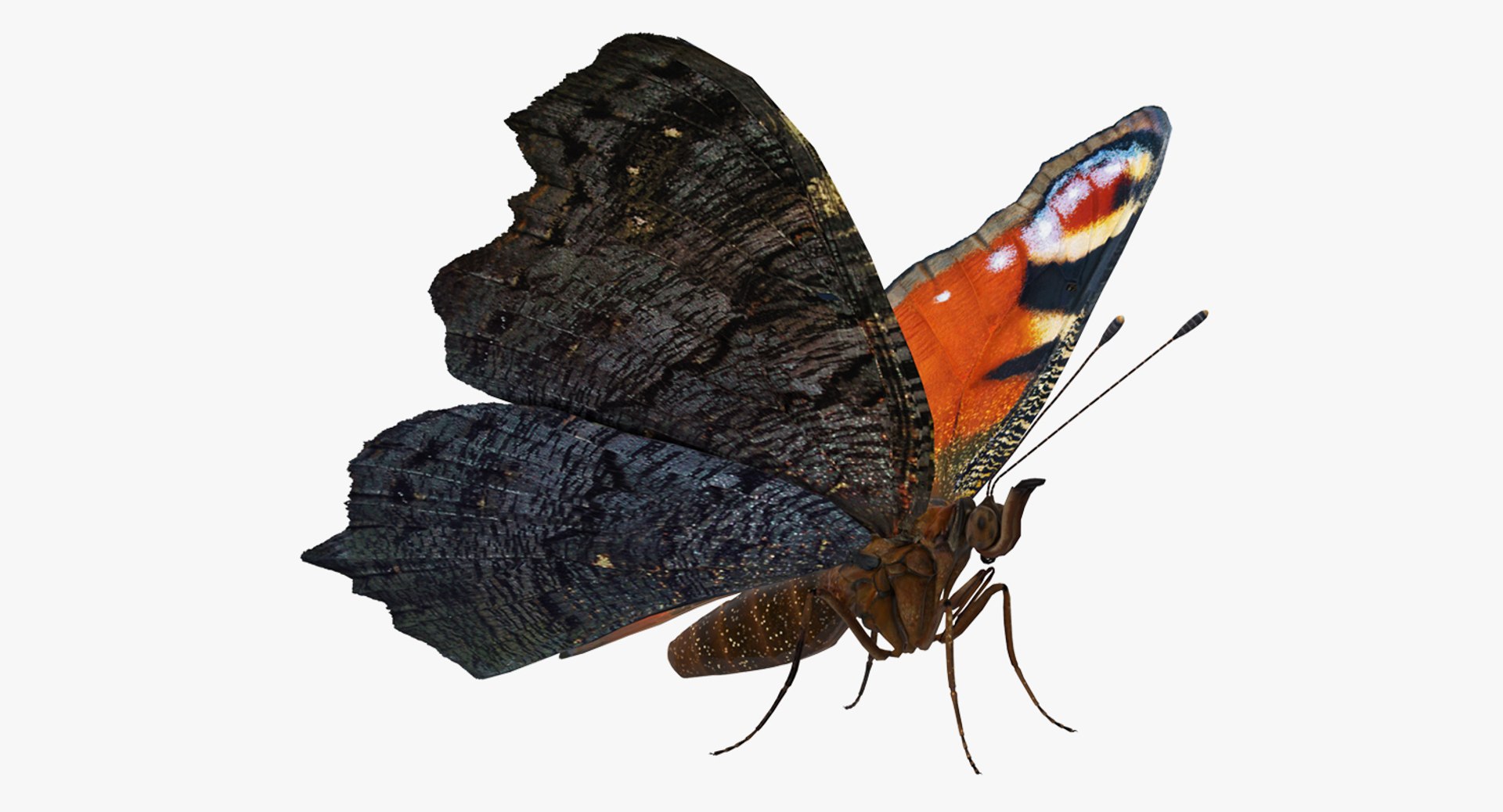 European Peacock Butterfly Rigged 3D model preview