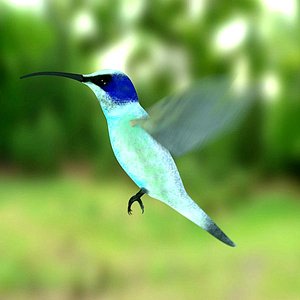 colibri bird 3d model