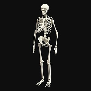 Human Skeleton