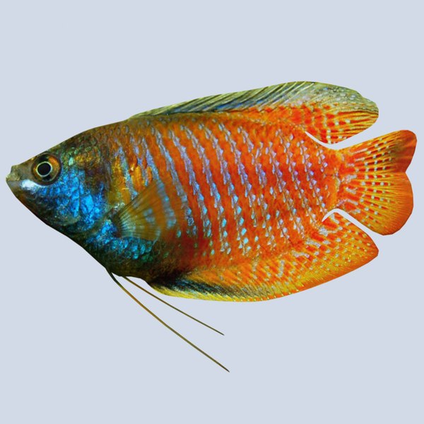 3d gourami model