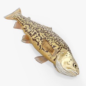 3D Tiger Trout Fish Lying Position