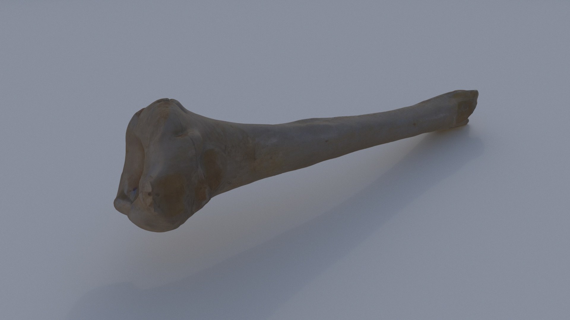 3D Bone - TurboSquid 2325660