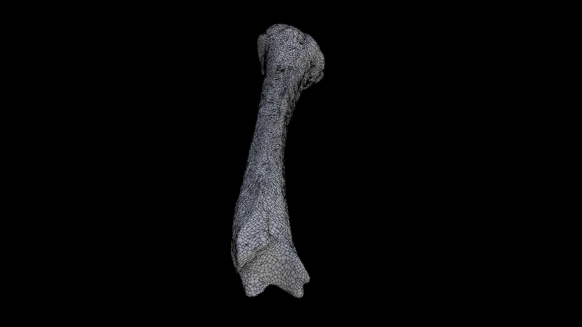 3D Bone - TurboSquid 2325660