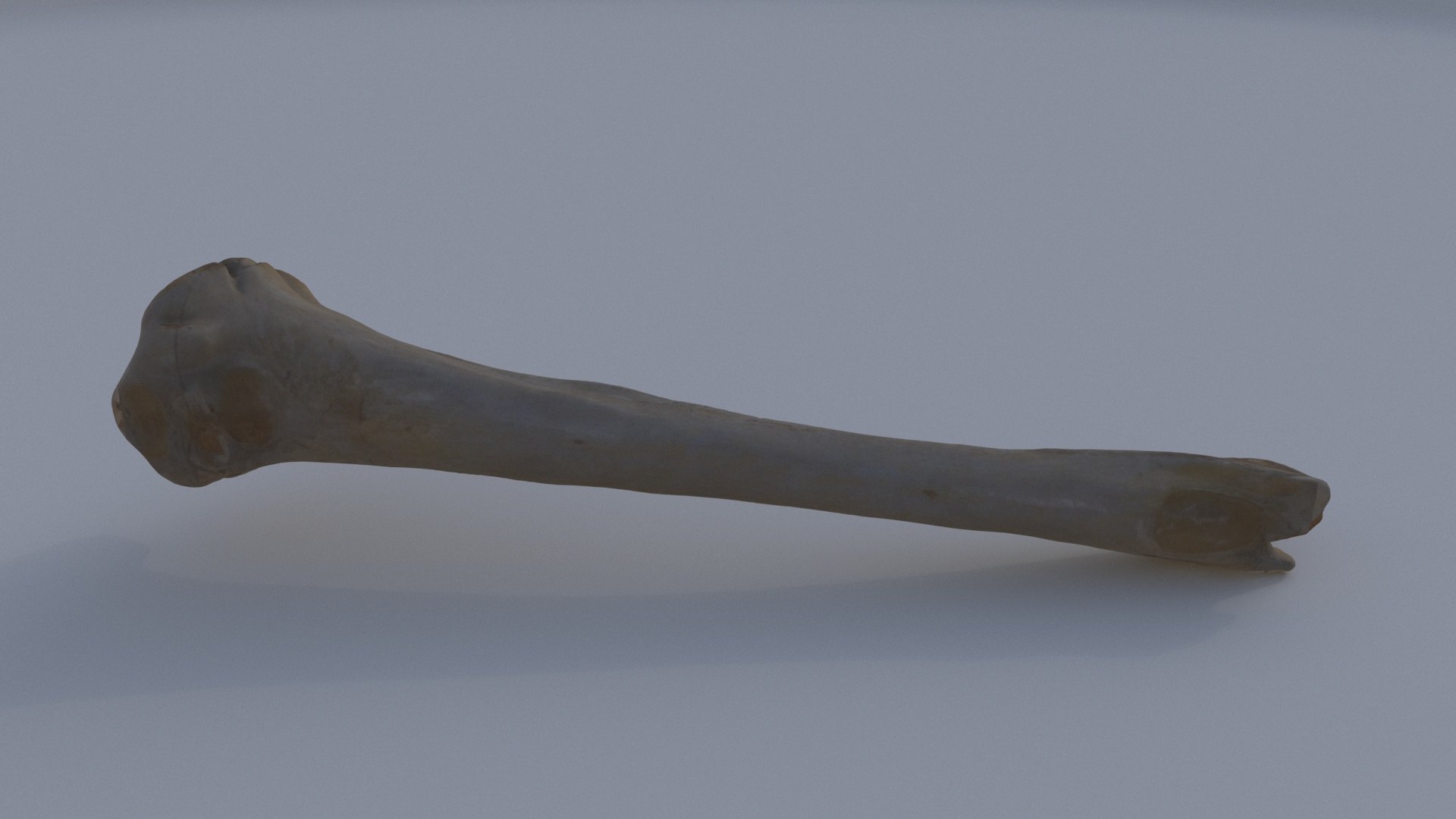 3D Bone - TurboSquid 2325660