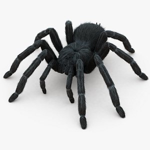 3D realistic tarantula hair animation