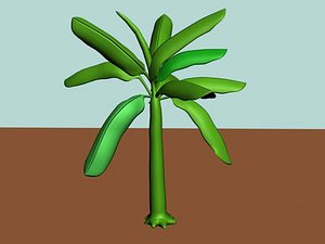 Banana Tree
