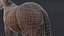 3D horse brown model