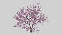 Cherry Blossom Tree 3D Model Ornamental Flowering Tree for Garden Landscape Visualization