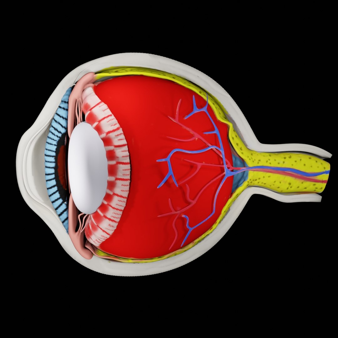 Eye Anatomy 3D TurboSquid 1871027