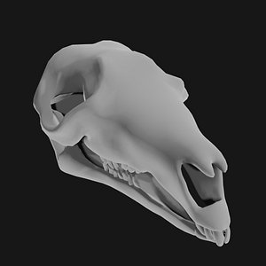 Skull of kangaroo
