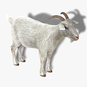 3d model goat fur hair