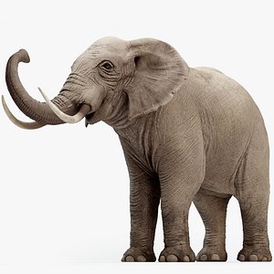 rigged elephant 3D