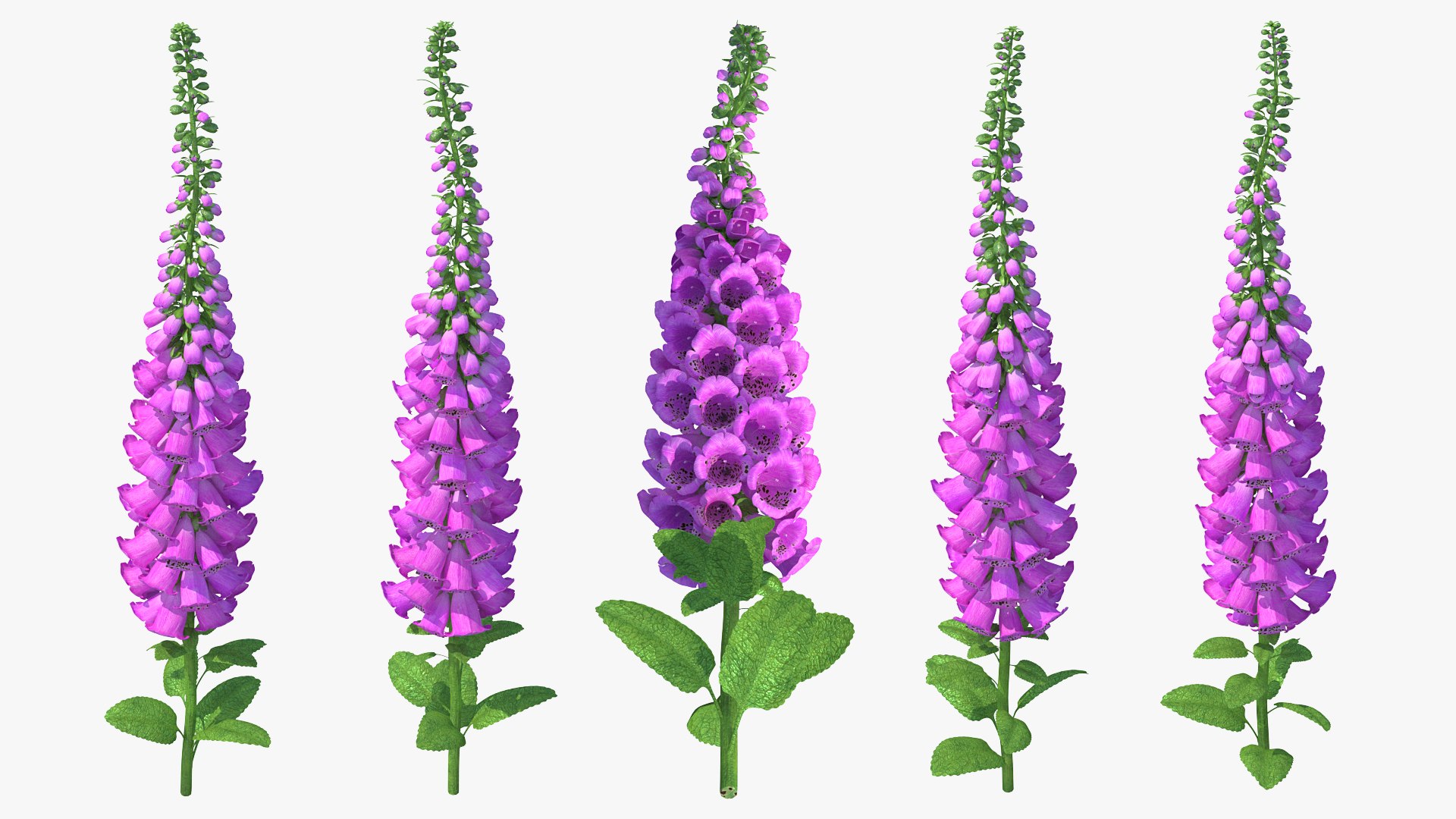 Pink Foxglove 3D model preview