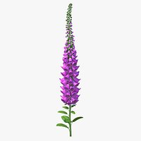Pink Foxglove