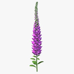 Pink Foxglove