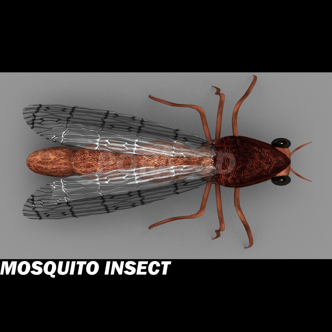 mosquito insect 3d max https://p.turbosquid.com/ts-thumb/Xe/bB2pg9/GkjLDMcO/mosb/jpg/1293831315/1920x1080/fit_q87/f9b1bdafd771d9d210dad7f737aa528568e0dedd/mosb.jpg