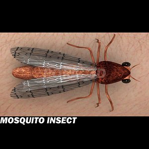 mosquito insect