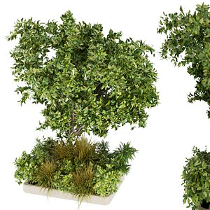 Collection plant vol 258 - Outdoor - tree - 3dmax - fbx - obj 3D