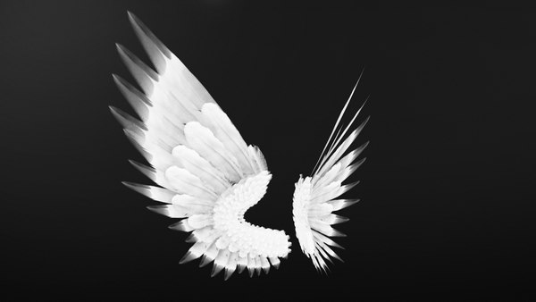 3d model realistic wings rigged