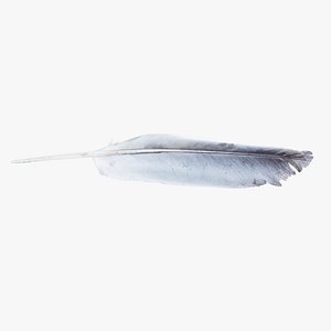 Bird Feather