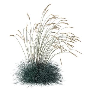 3D HQ Plants Helictotrichon Sempervirens Pendula Avoine Blue Windy model