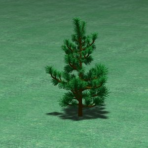 jack_pine_small
